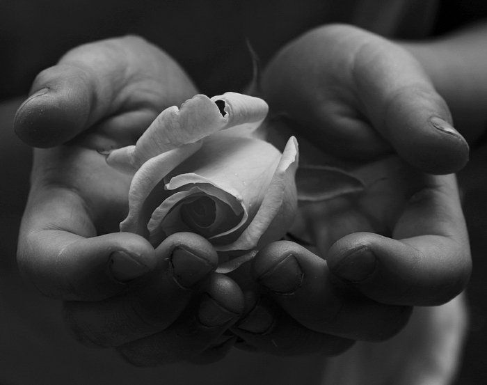 Fine-Art-Fotografie-Hände-haltend-Rose