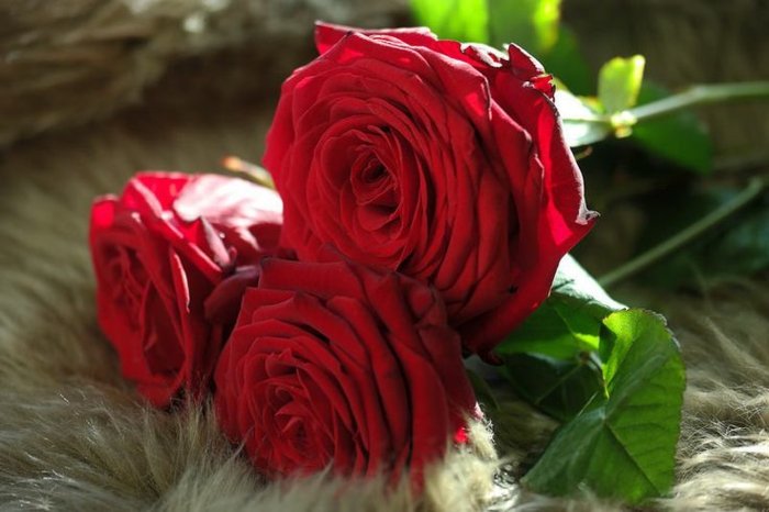 Rosen strauß-drei-blumen-rot