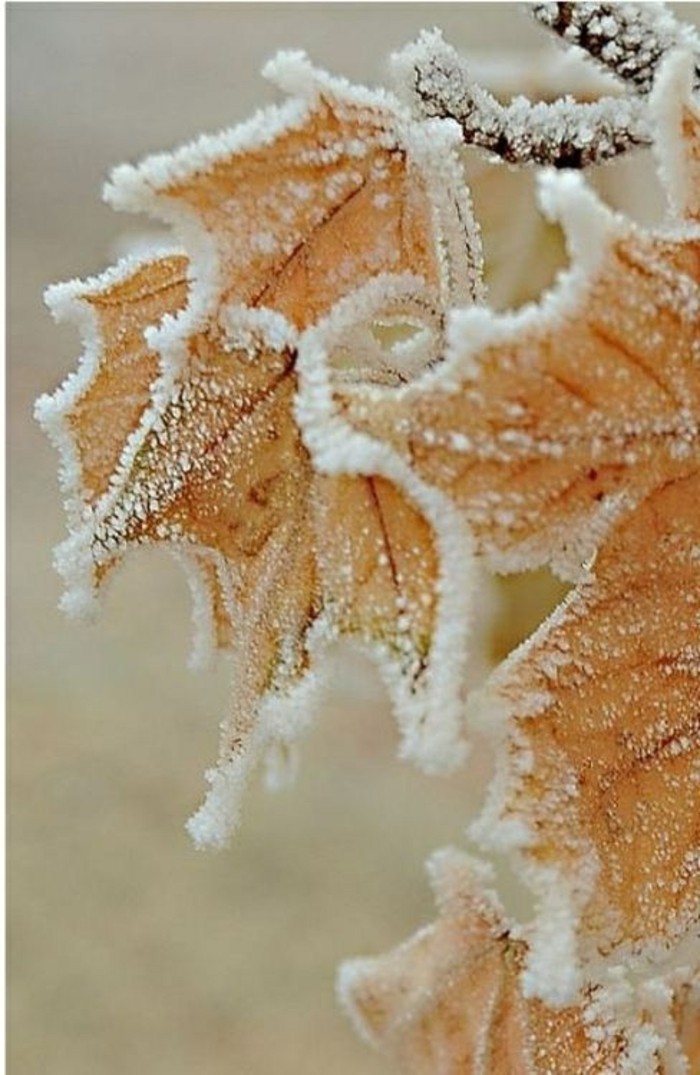 Winterbild-Winterimpression-Fotografie-von-gefrorenen-Blättern