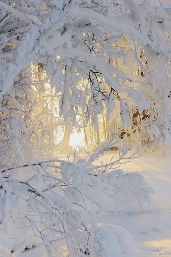 Winterbild-mit-Schneemotiven-Bäume-bedeckt-mit-Schnee