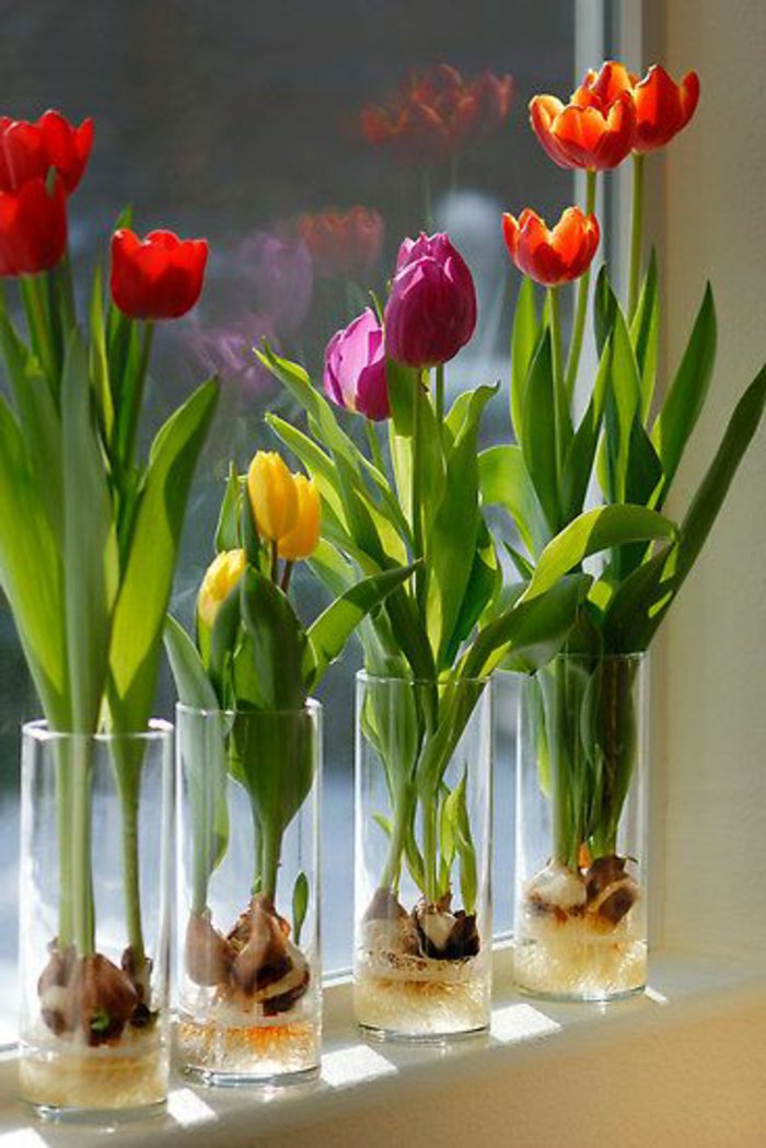 Zimmerblumen-pflanzen-schöne-vielfältige-Tulpen