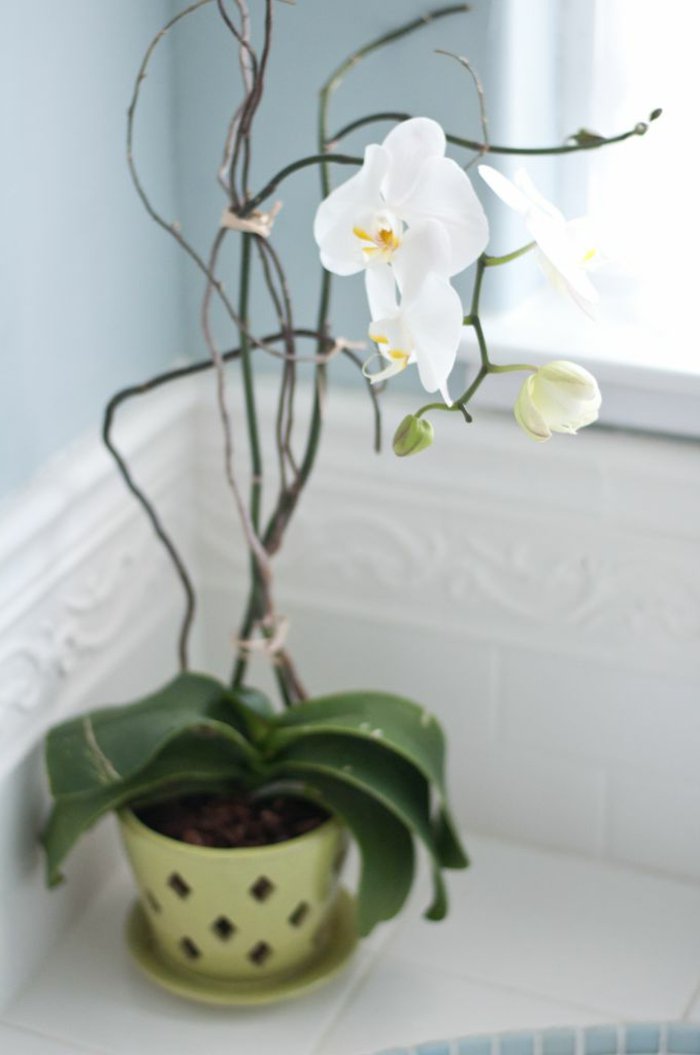 Zimmerblumen-pflanzen-weiße-Orchidee-in-Pflanzentopf