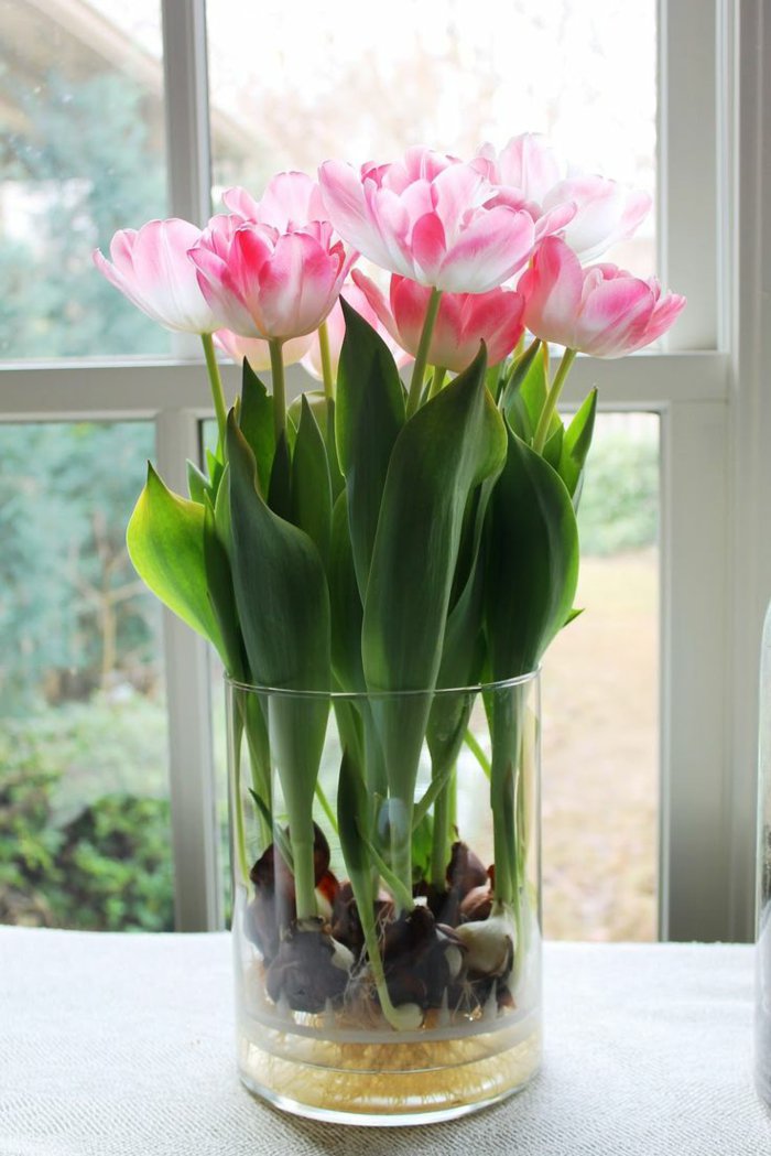 Zimmerblumen-pflanzen-zärtliche-rosa-Tulpen-in-schlichter-Vase