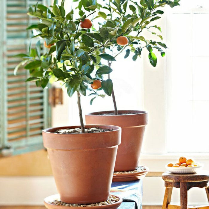 Zimmerpflanzen-Orangenbäume-zu-Hause-pflanzen