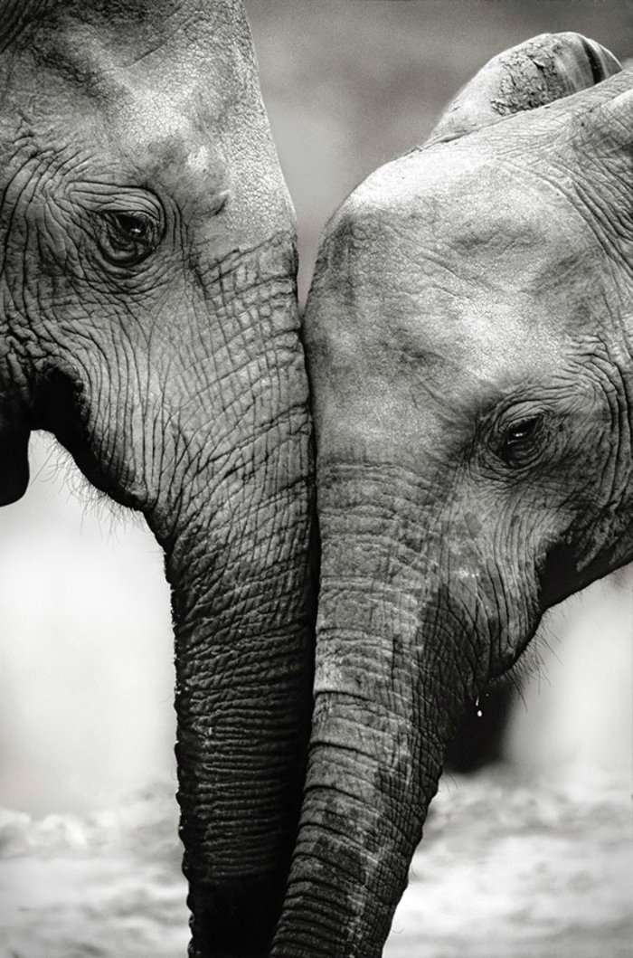 artistische-schwarz-weiße-Kunstfotografie-zwei-Elefanten