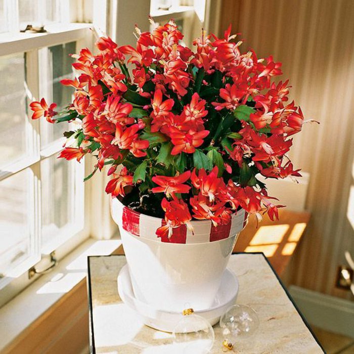 blühende-Zimmerpflanzen-Pflanze-mit-herrlichen-roten-Blüten