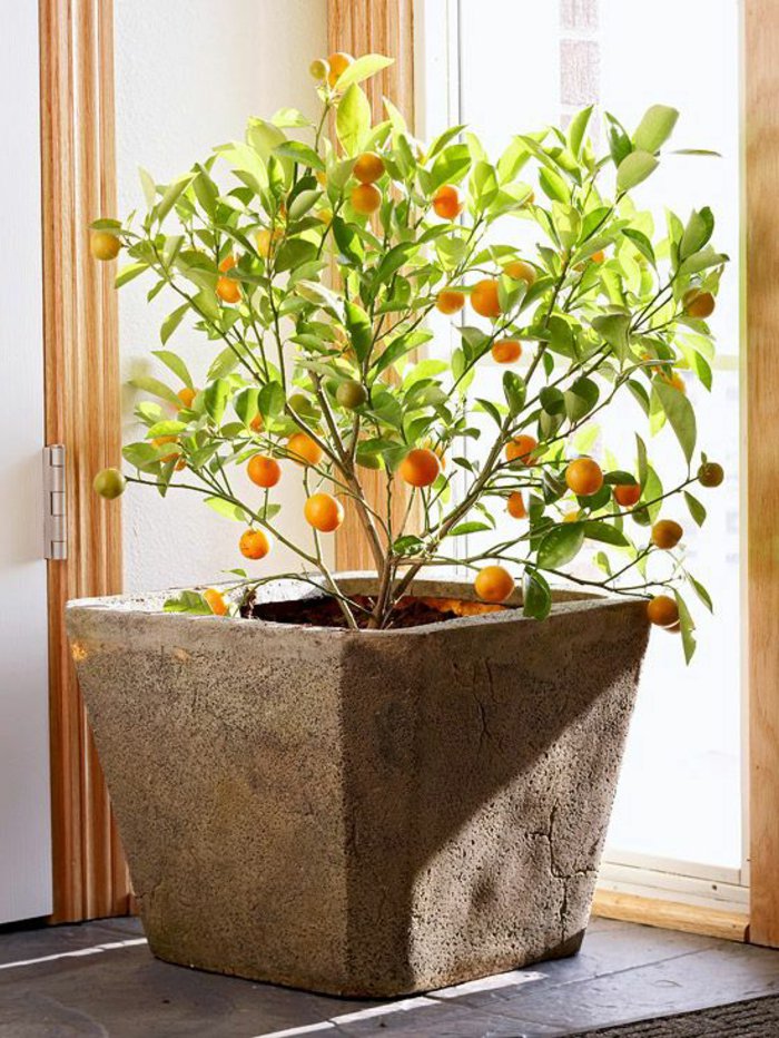 dekorativer-Orangenbaum-in-Pflanzentopf-für-ein-exotisches-Interieur