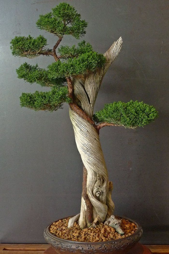 fantastische-Idee-für-Zimmerpflanze-der-japanische-Bonsai-Baum