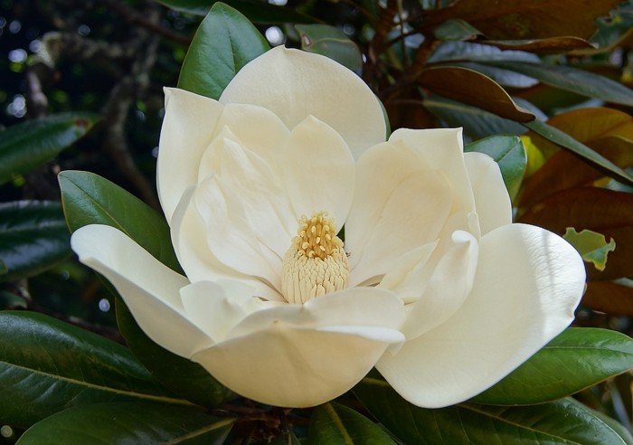 farbe-magnolia-einzigartige-blumenart-sehr-schöner-look