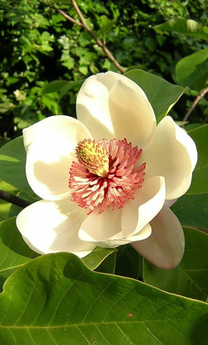 farbe-magnolia-herrliche-blumenart-sehr-schöne-nuancen
