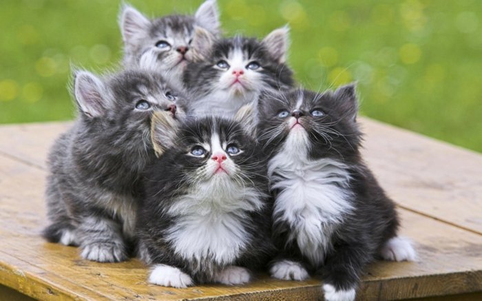flaumige-süße-Katzenbabys-grau-schwarzes-Fell-mit-weißen-Flecken