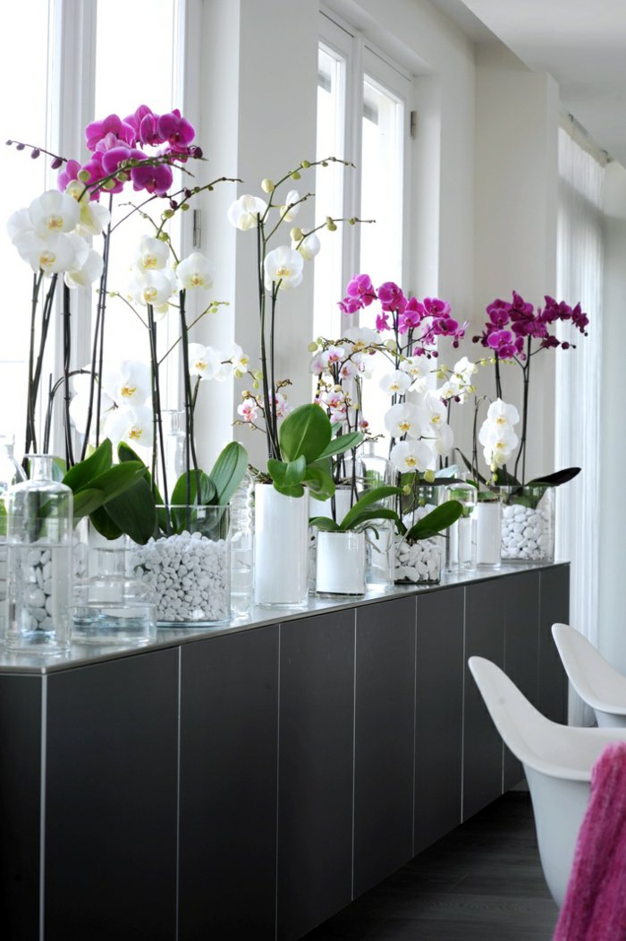 herrliche-Zimmerblumen-weiße-und-lila-Orchideen