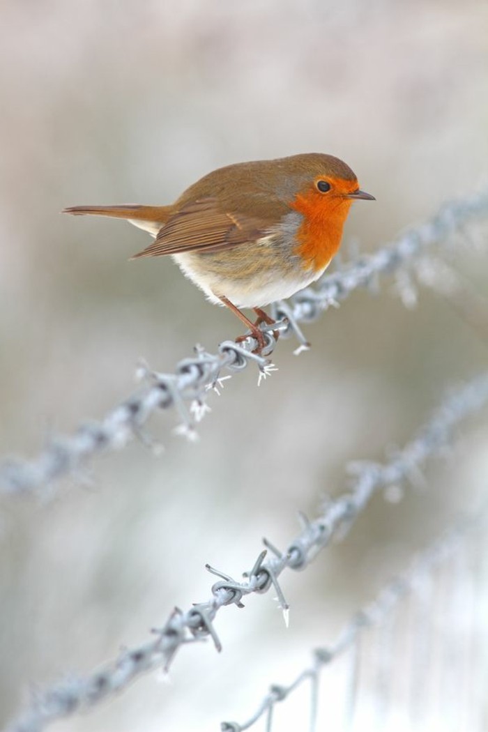 herrliche-Winterbilder-Vogel-auf-dem-Stacheldraht