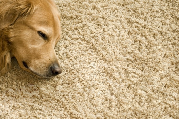 süßer hund auf dem teppich - interessantes foto