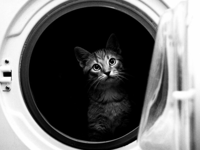 künstlerische-Fotografie-süßes-Kätzchen-in-der-Waschmaschine