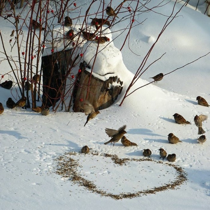 lustige-Bilder-Winter-die-Vögel-im-Schnee-füttern