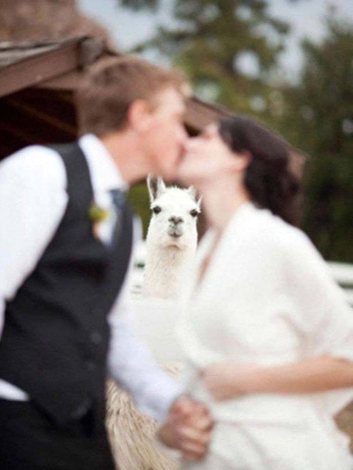 lustige-Hochzeitsfotos-komischer-Foto-Bomber