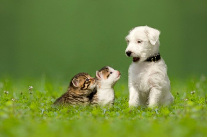 lustige-Katzenbilder-neugierige-Kätzchen-und-weißer-Hund