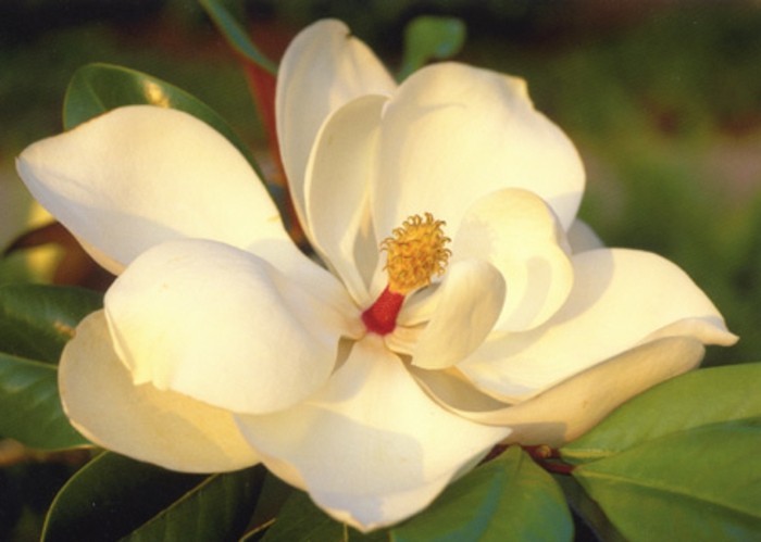 magnolia-farbe-sehr-schöne-blume-foto-gemacht