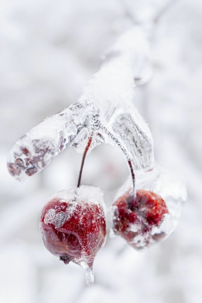 originelle-Winterbilder-gefrorene-Kirschen-alles-in-Eis