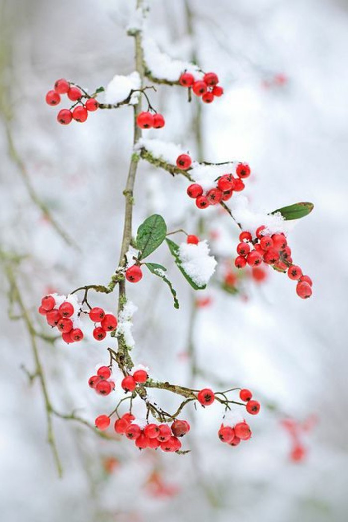romantische-Winterbilder-Schneebeeren-schöne-Illustration