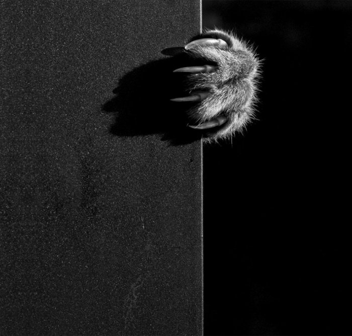 schwarz-weiße-künstlerische-Fotografie-kleine-Katzenpfote