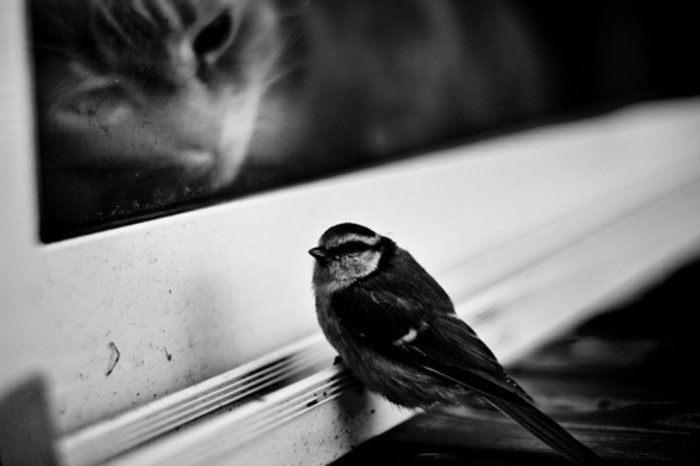 schwarz-weiße-künstlerische-Fotografie-kleiner-Vogel