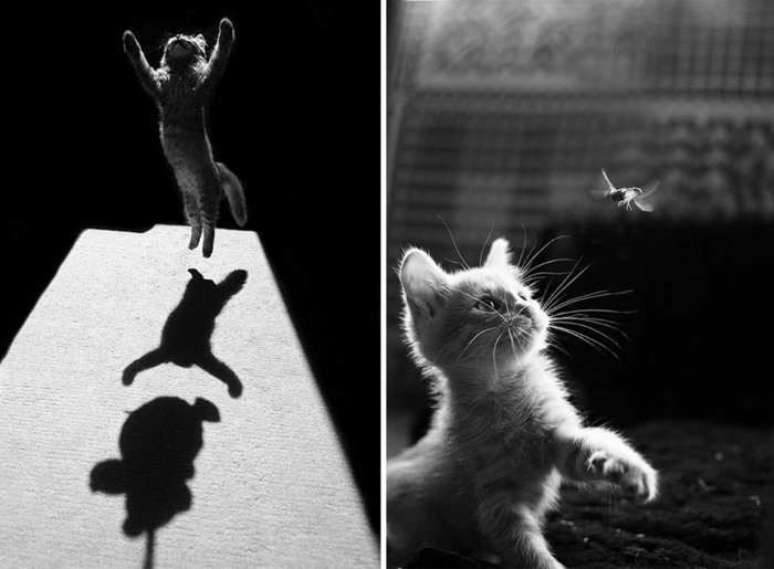 schöne-Kunstfotografie-Fotos-von-springenden-Kätzchen