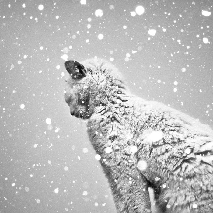 schöne-Kunstfotografie-Katze-im-Schnee