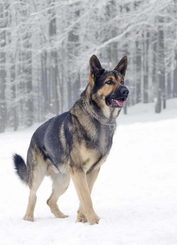 schöne-Winterbilder-deutscher-Schäferhund-im-Schnee