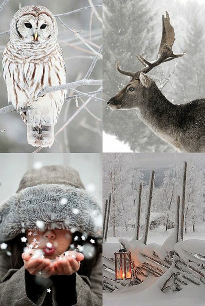 schöne-Winterbilder-mit-Tieren-Romantik