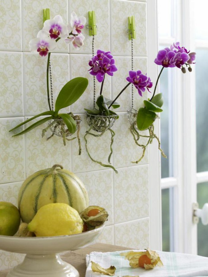 schöne-Zimmerblumen-als-Wanddekoration-weiße-und-lila-Orchideen