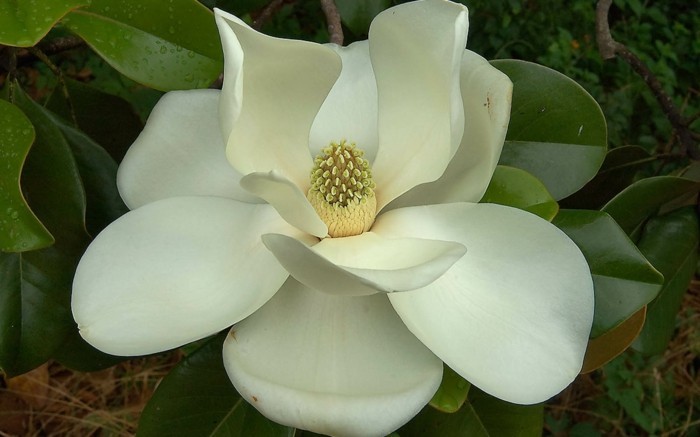 schöne-blume-farbe-magnolia-foto-vom-nahen-genommen
