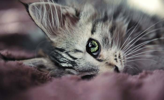 süße-Katzen-schönes-Katzenbild-süßes-Kätzchen-mit-herrlichen-grünen-Augen