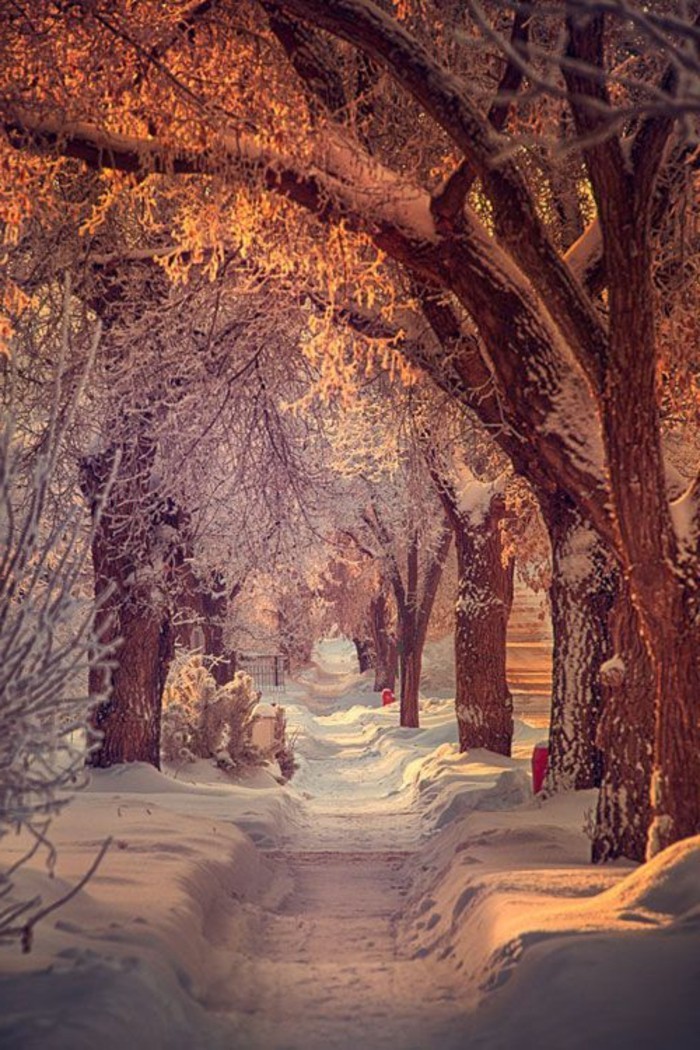 schönes-Winterbild-Pfad-im-Schnee-unter-den-Bäumen