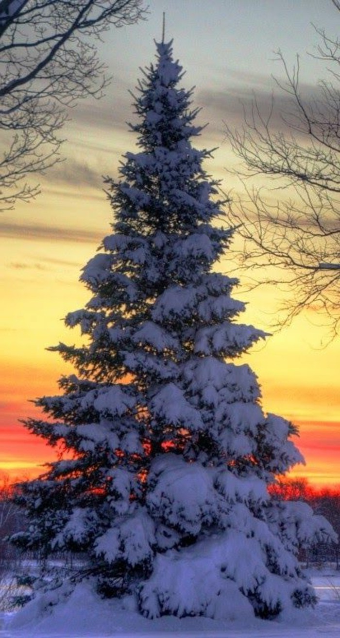 schönes-Winterbild-Tannenbaum-bedeckt-mit-Schnee-am-Sonnenuntergang