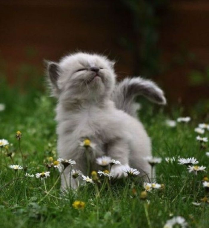 süße-Babykatzen-fantastische-Bilder-von-Babykatzen