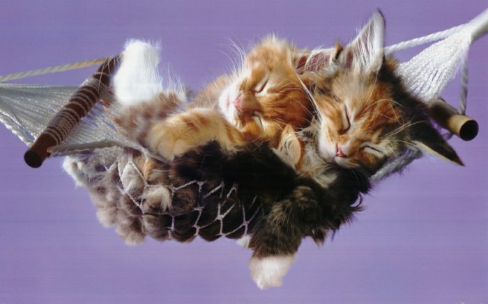 süße-Babykatzen-schlafend-in-Schaukel-Hängematte-für-Kätzchen