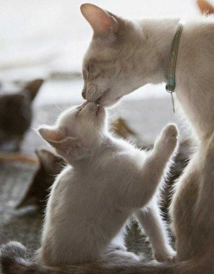 süße-Babykatzen-und-ihre-Mutter