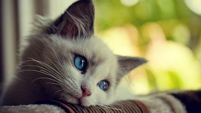 süße-Bilder-von-Babykatzen-träumendes-blauäugiges-Kätzchen