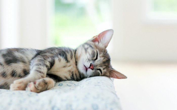 süße-Katzen-schlaffend-und-herrlich