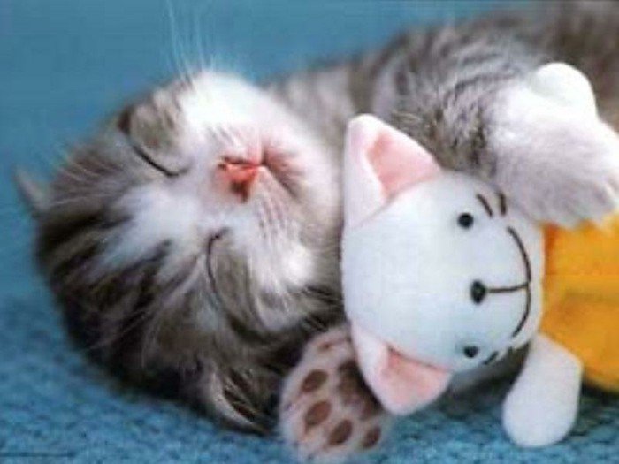 süße-Katzenbabys-Bilder-süße-Katzenbabys-die-schlafen