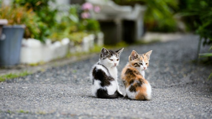 süße-Katzenbabys-kleine-böse-Kätzchen