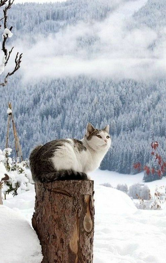 süßes-Winterbild-Katze-auf-Stumpf