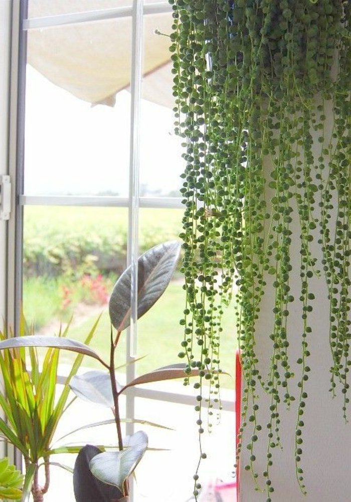 verschiedenartige-grüne-Zimmerpflanzen-für-ein-frisches-Interieur