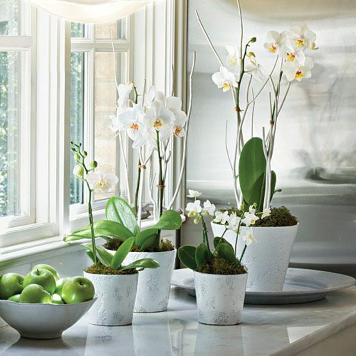 weiße-Orchideen-als-Zimmerblumen-gestellt-am-Fenster