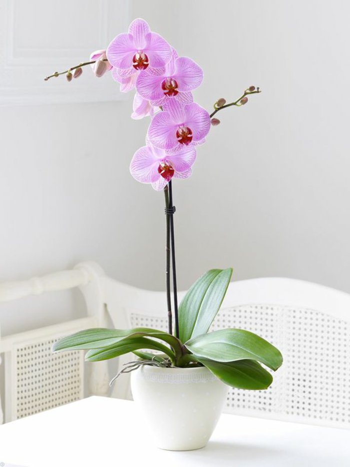 wunderschöne-zärtliche-Orchidee-in-Pflanzentopf