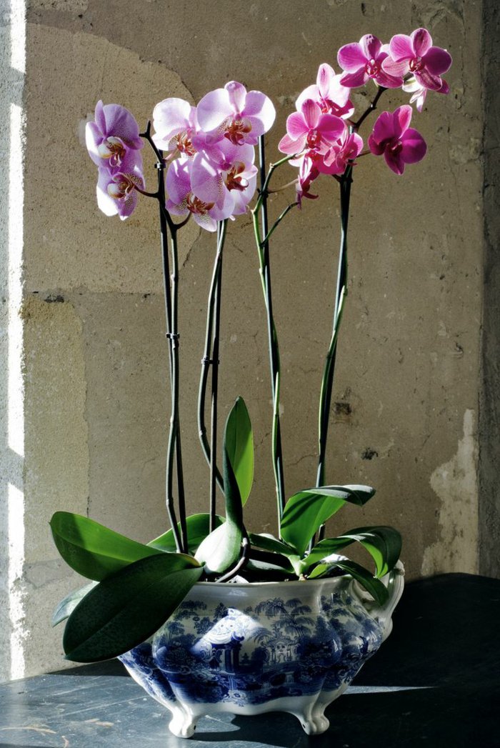 zärtliche-Zimmerblumen-Orchideen-in-rosa-und-lila-Nuancen