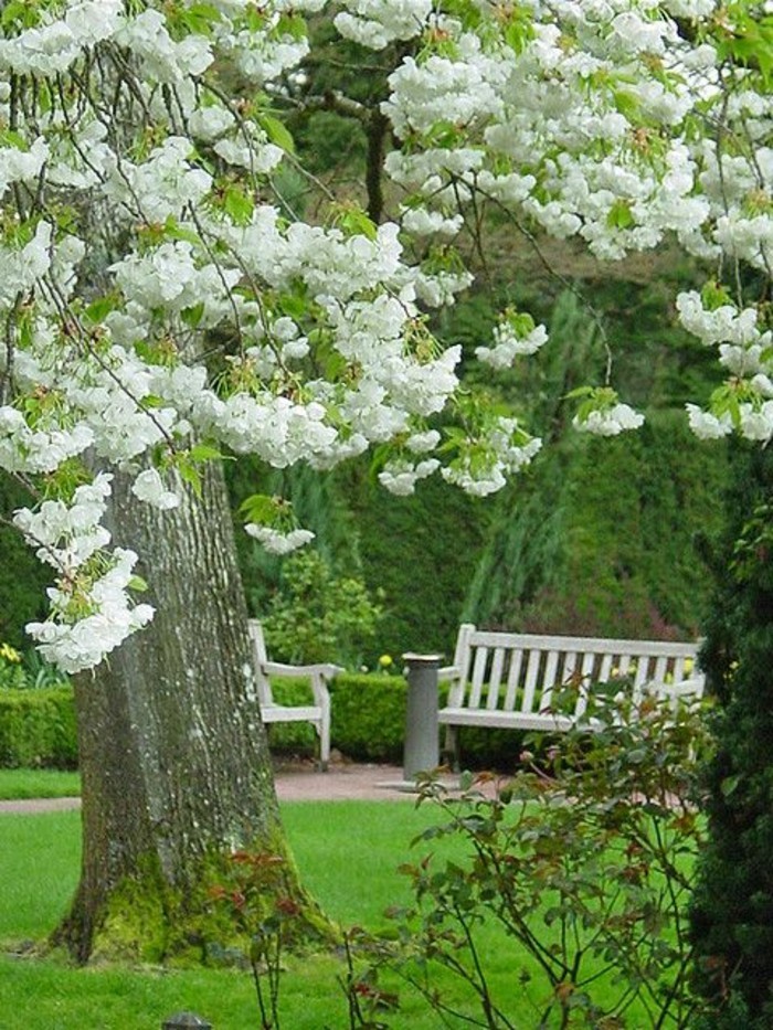 faszinierender-Garten-weiße-Blumenblüten-weiße-Bank