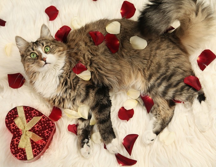 kostenlose-bilder-valentinstag-eine-tolle-katze-liegt-auf-dem-bett-viele-rosenblätter-darauf